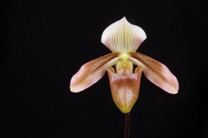 Paphiopedilum George Bernard Alexander Huntington's Prince AM 83 pts.